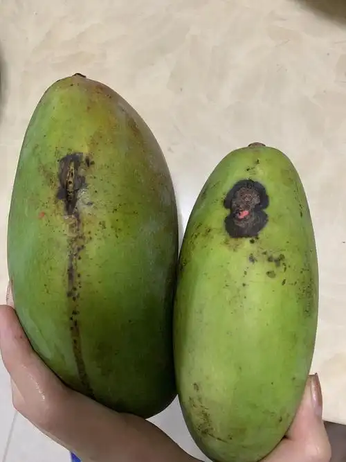 有两个坏果 其他还好赞回应来自豆瓣app&浪漫饭桶&2021-07-06 19:21