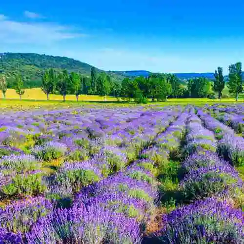 薰衣草田野风光