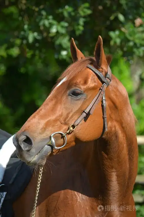 有警觉面部表情和竖起耳朵的马的户外头像