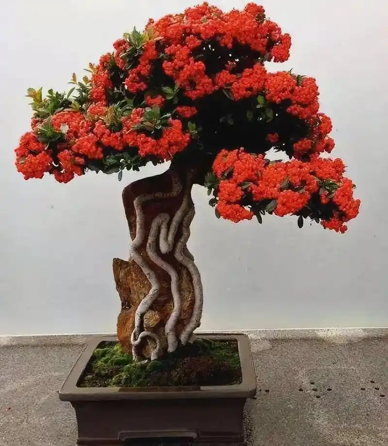 火棘盆景观赏价值高,个头袖珍,颜色红艳,提升家居格调