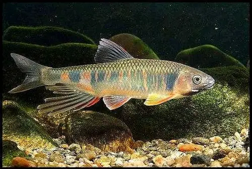 子非鱼安知鱼之乐