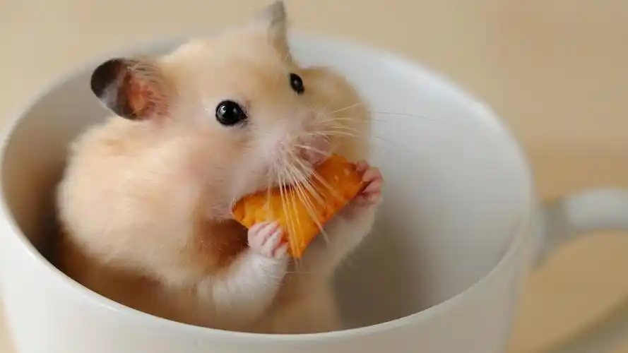 一只偷吃饼干的可爱呆萌调皮小仓鼠,动物-回车桌面