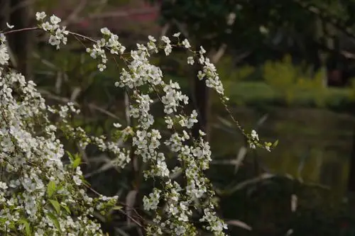 喷雪花 (城东公园)～～无文摄制 - 美篇
