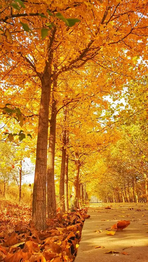 2240_3968竖版 竖屏