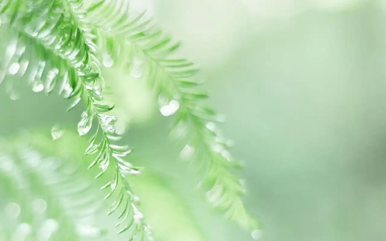 绿色小清新自然高清风景电脑壁纸-高清壁纸-手机壁纸下载-美桌网