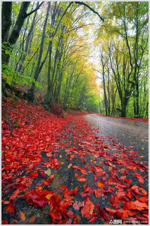 唯美红枫林枫叶树风景高清图片