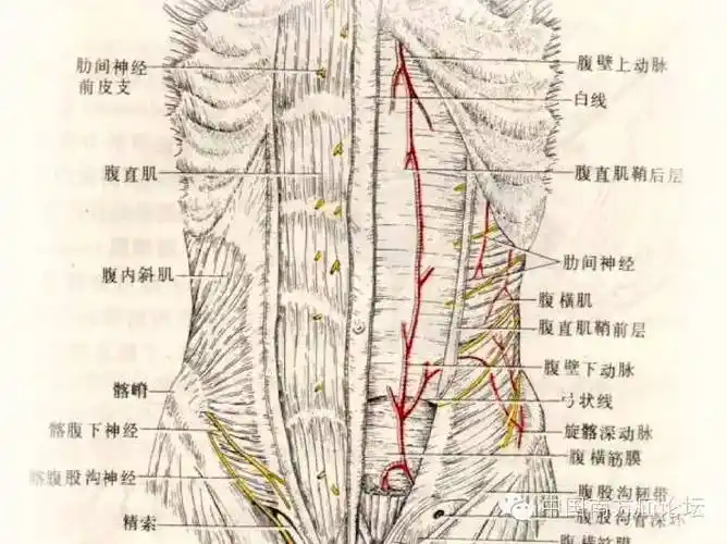 前腹壁肌肉之间的筋膜与腱膜融合形成三条纵行的"线