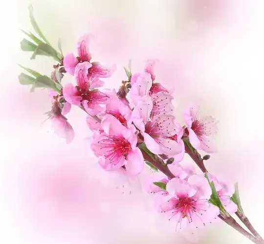 漂亮_粉色_桃花_鲜明_背景_高清图片_全景视觉