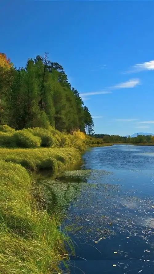 壁纸 树,草,绿色,湖,蓝天,自然风景 2560x1600 hd 高清壁纸, 图片
