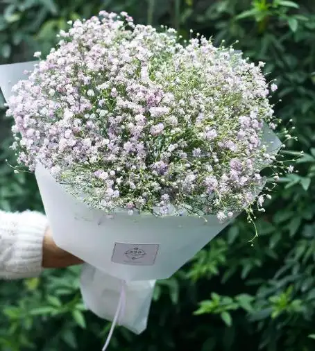 心理测试:从四束满天星中,选出你最喜欢的一束,测学校里有多少男生