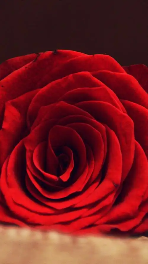 鲜艳玫瑰是爱情的象征,高清图片,手机壁纸