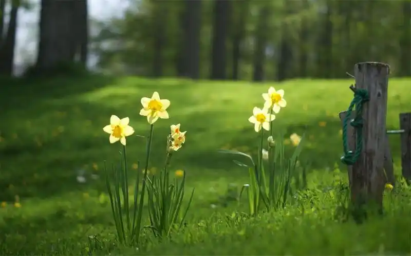 绿色植物小清新花朵可爱怡人壁纸