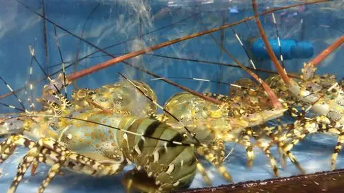 三亚生猛海鲜,令人望而垂涎