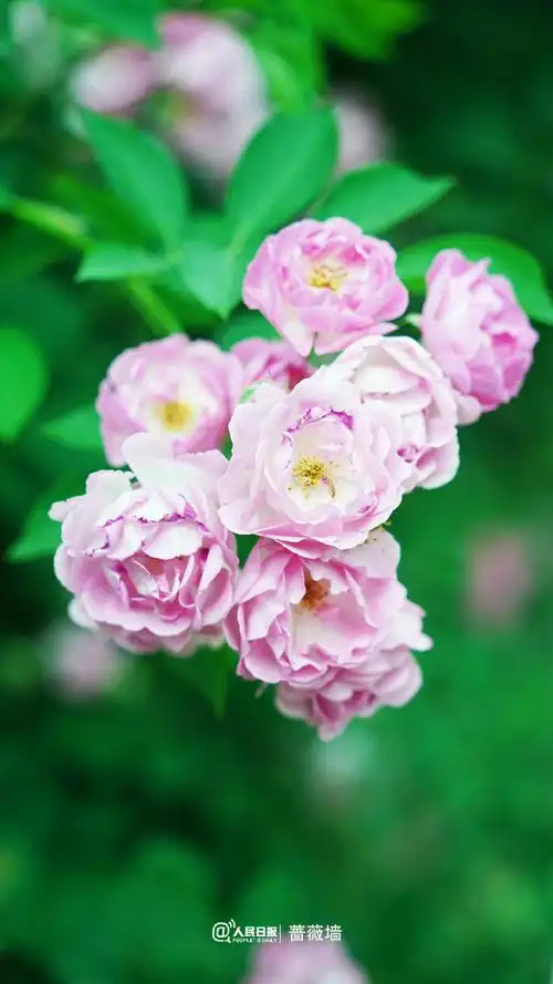 壁纸 花 桌面 690_1227 竖版 竖屏 手机