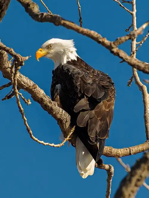 老鹰绘画素材参考审美提升