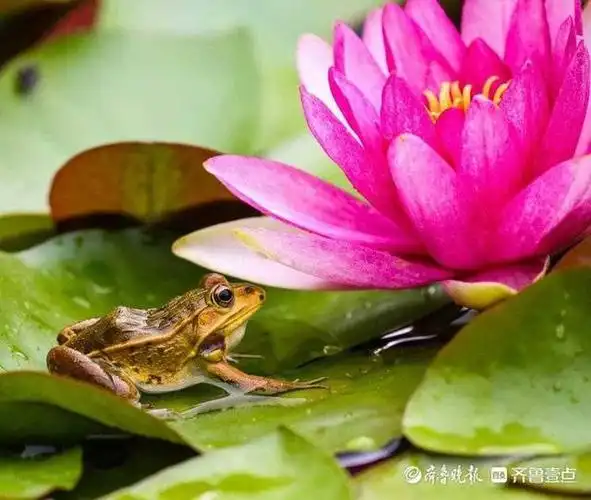 偶尔有青蛙跳到湖中碧绿的荷叶上,头仰着肚子一鼓一鼓的