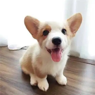 2018独一无二微信动物头像霸气却很萌是你太假还是我太傻