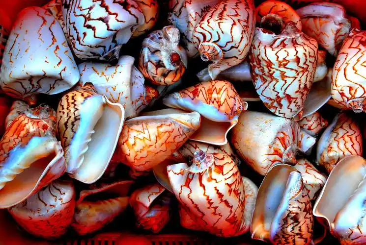 五彩斑斓的贝壳