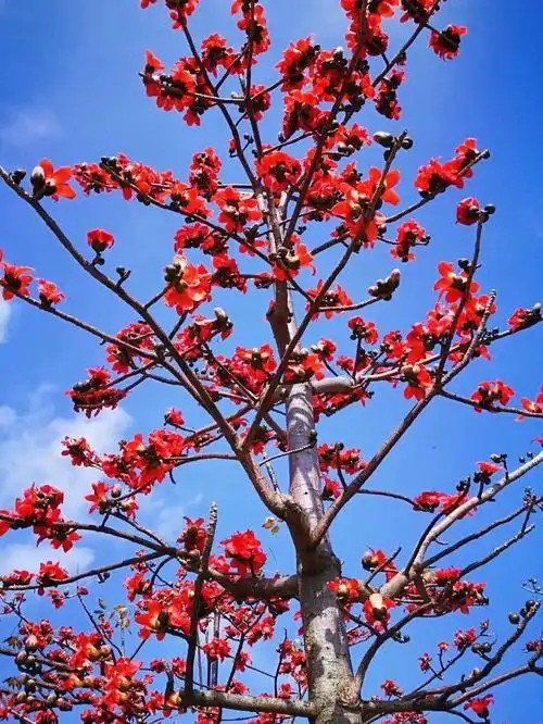 木棉花盛开,燃烧了整个春天