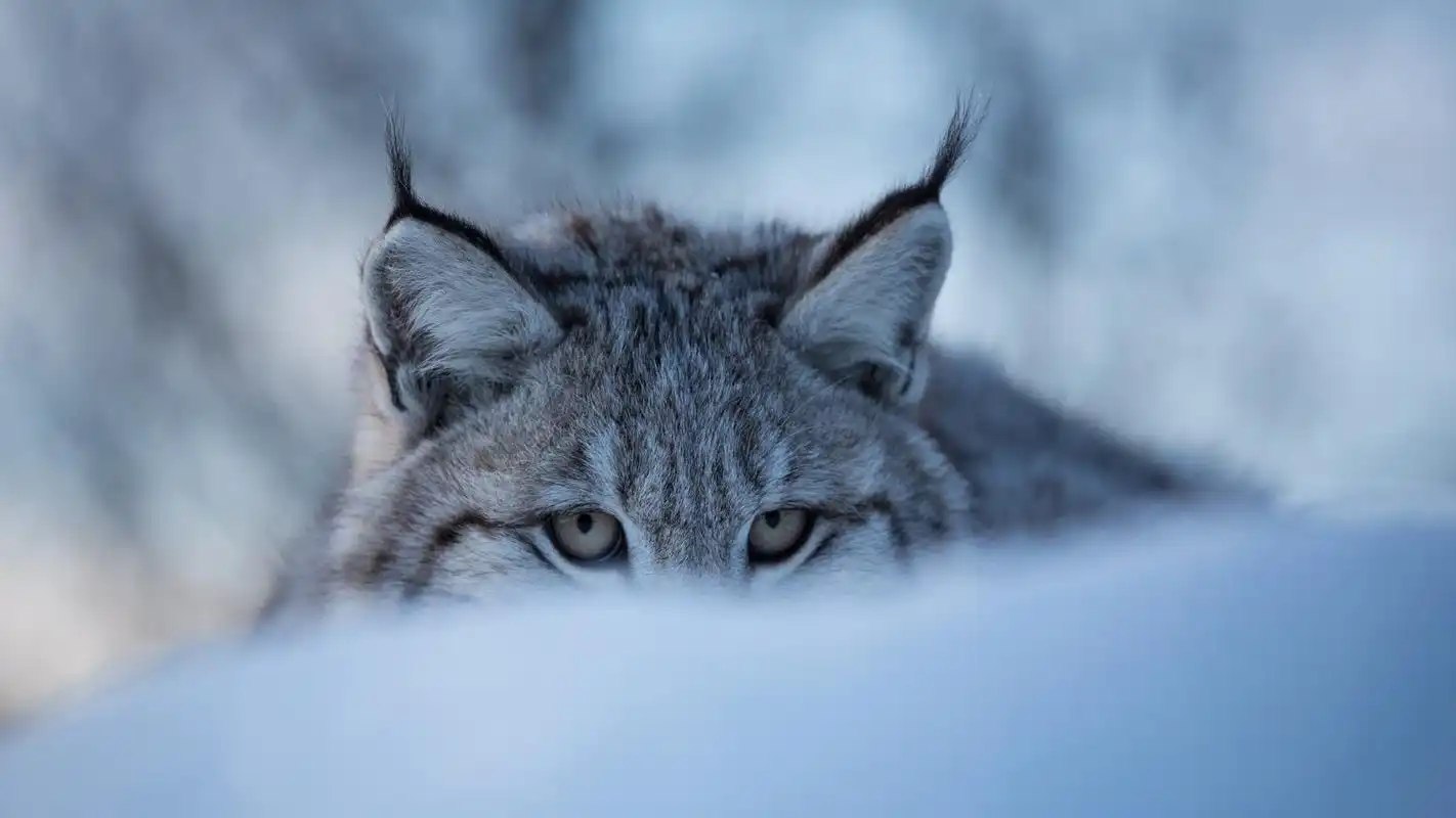 "大猫"猞猁高清宽屏桌面壁纸高清大图预览1920x1080_动物壁纸下载_美