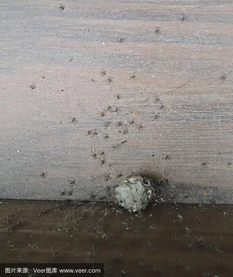 有卵囊的小蜘蛛