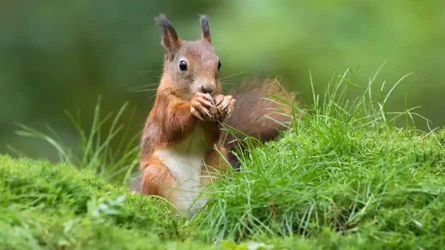 可爱松鼠4k壁纸壁纸