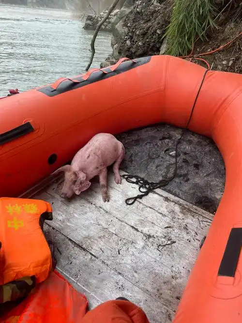 四川泸定地震中的"猪坚强":被消防员救起来时正在游泳|泸定|猪坚强