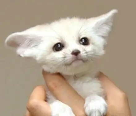 来自非洲的耳廓狐,长的像兔子猫(bunny-cat)的小狐,小小萌狐同样秒杀
