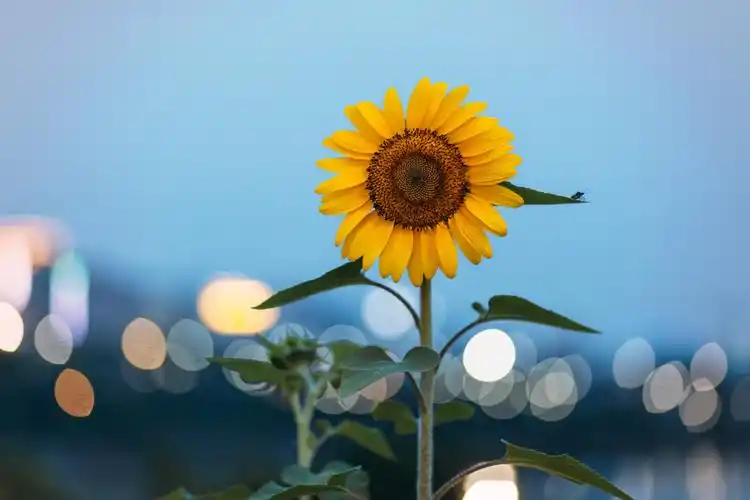 昨晚的这颗向日葵,上一次我发现它很漂亮,可是只拍了两张.