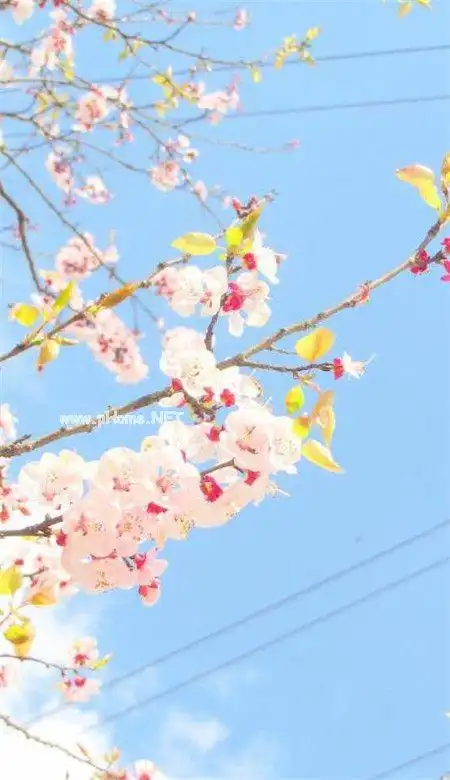 抖音最火风景壁纸小清新 春天最美景色手机壁纸