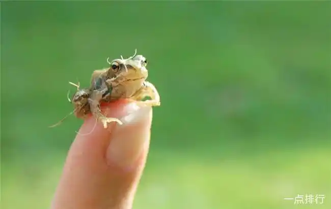 世界上最小的十种动物 排名第一的是7.9毫米的鱼