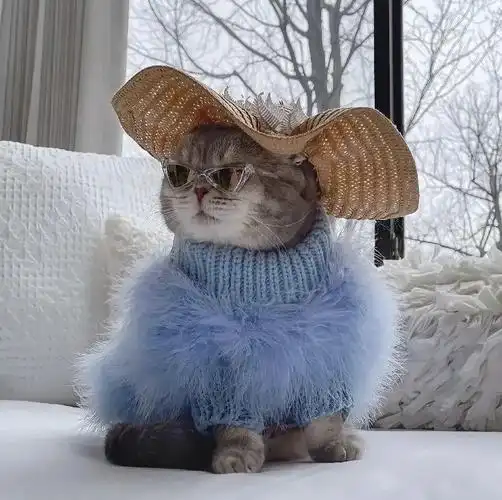 抖音头像:贵族猫咪_腾讯新闻