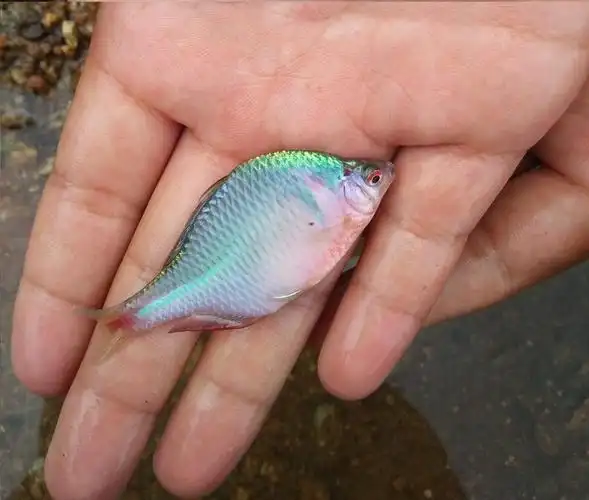 鳑鲏鱼,小时候钓鱼最怕钓到,现在身价暴涨啊,变成观赏性鱼!