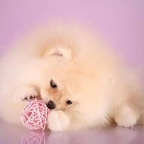 软萌可爱的小奶狗 俏皮可爱得汪星人