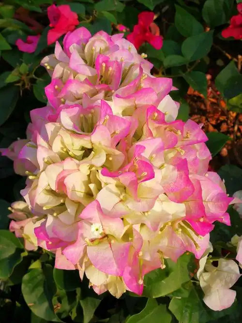 深圳莲花山公园第20届簕杜鹃花展