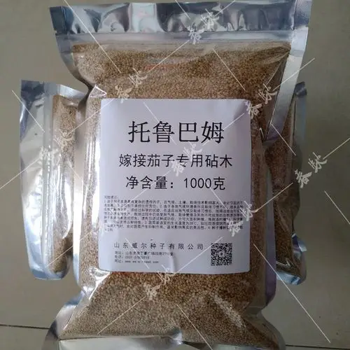 纯野生托鲁巴姆砧木种子茄子 辣椒 番茄嫁接砧木种子散装托鲁巴姆