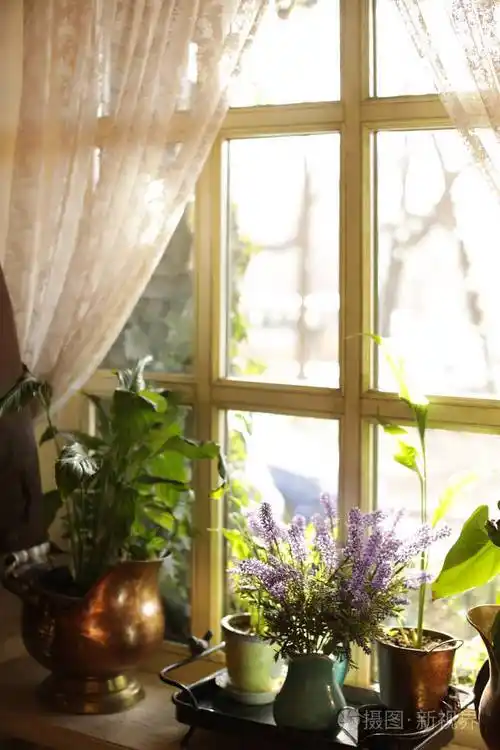窗台上阳光明媚的室内植物景观