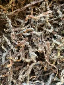 冷背野生中草药白毛蛇根中药材白毛骨碎补阴石蕨石奇蛇石蚕