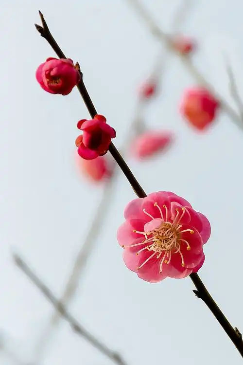 红梅花开喜迎春