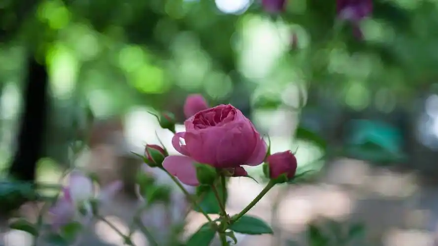 唯美主题图片壁纸分辨率2560x1600