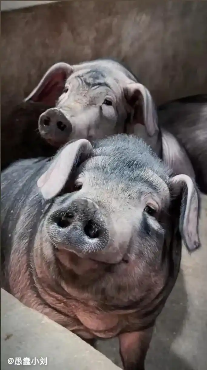 在抖音上靠养猪走红的抖音美女,好端端的猪最近非常火,粉丝量都达到