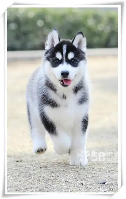 出售纯种哈士奇幼犬 自家繁殖带出售纸500元一只