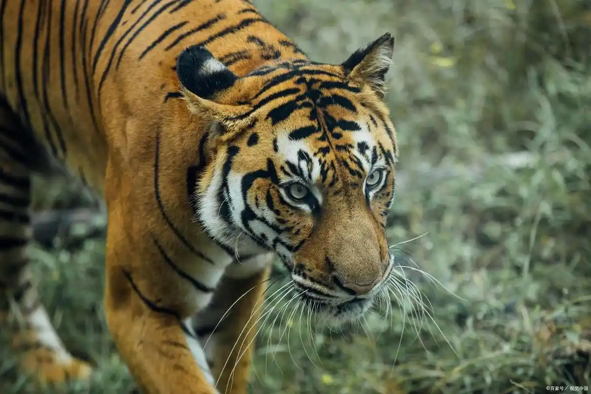 老虎,世界上最凶猛的动物,一顿饭一个菜就知足了.