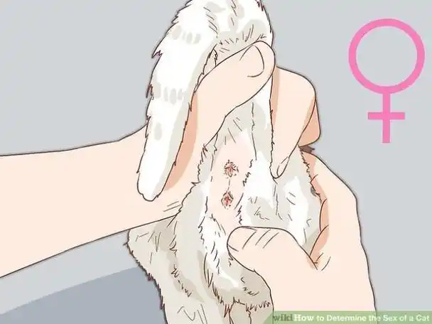 一般猫咪长大后,我们自然就可以分辨它们是公猫还是母猫.