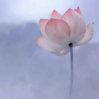 超火的清新意境荷花头像图片