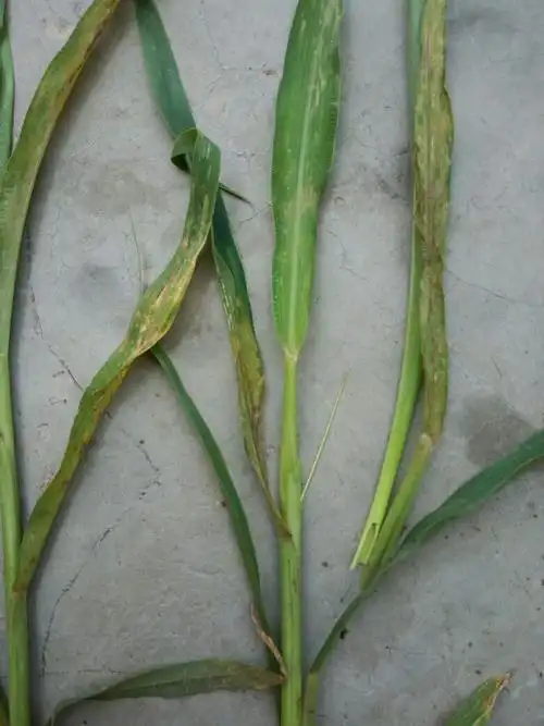 谷子白发病怎么防治?请各位大仙指点一二,谢谢