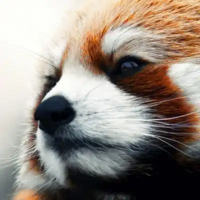 霸气的动物头像,高清动物头部特写图片-个性头像