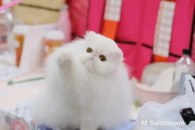 tica首show总结北美异国波斯猫舍