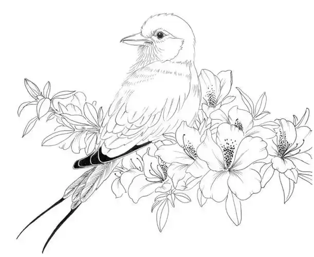 黑白花鸟线描100例第四篇