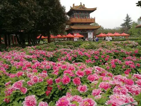 第36届中国洛阳牡丹文化节开幕